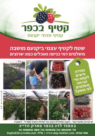 קטיף בכפר יקנעם אתר לגדול